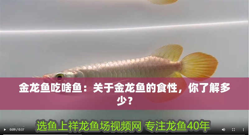 金龍魚吃啥魚：關(guān)于金龍魚的食性，你了解多少？