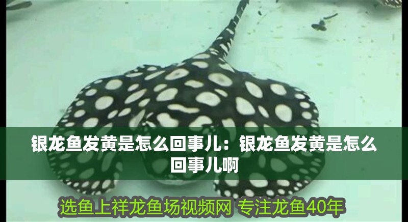 龍魚 銀龍魚發黃是怎么回事兒:銀龍魚發黃是怎么回事兒啊 水族問答 銀龍魚發黃是怎么回事兒:銀龍魚發黃是怎么回事兒啊 銀龍魚發黃是怎么回事兒:銀龍魚發黃是怎么回事兒啊 水族問答