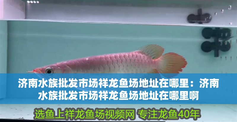 濟南水族批發市場祥龍魚場地址在哪里：濟南水族批發市場祥龍魚場地址在哪里啊