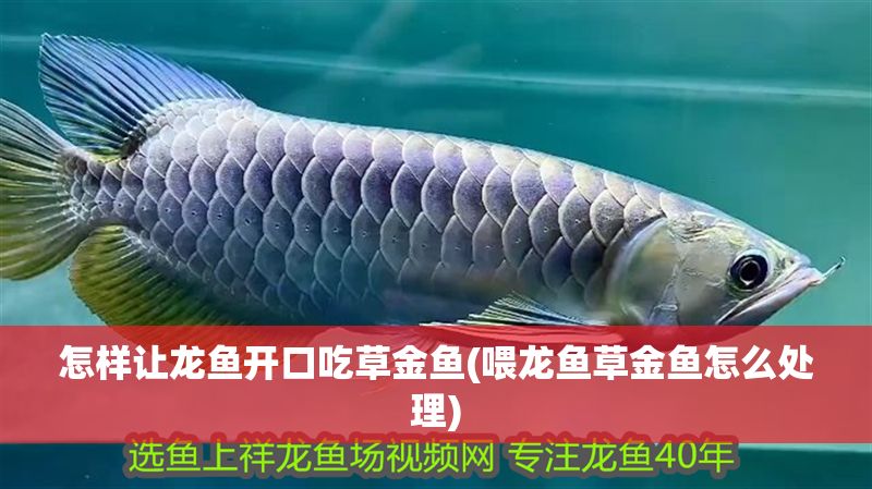 怎樣讓龍魚開口吃草金魚(喂龍魚草金魚怎么處理) 魟魚百科 第1張 怎樣讓龍魚開口吃草金魚(喂龍魚草金魚怎么處理) 怎樣讓龍魚開口吃草金魚(喂龍魚草金魚怎么處理) 魟魚百科 第1張