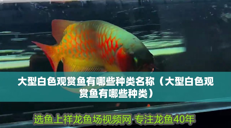 大型白色觀賞魚(yú)有哪些種類(lèi)名稱(chēng)（大型白色觀賞魚(yú)有哪些種類(lèi)）