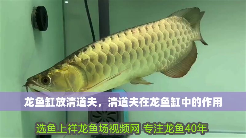 龍魚缸放清道夫，清道夫在龍魚缸中的作用