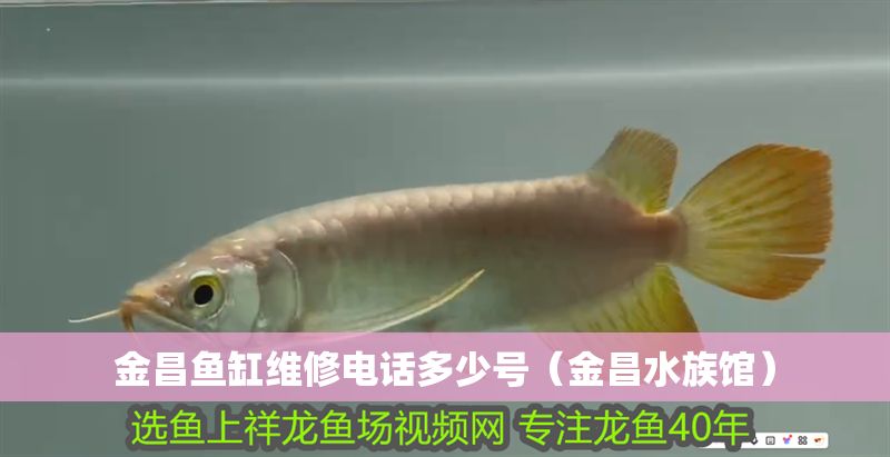 金昌魚缸維修電話多少號（金昌水族館）