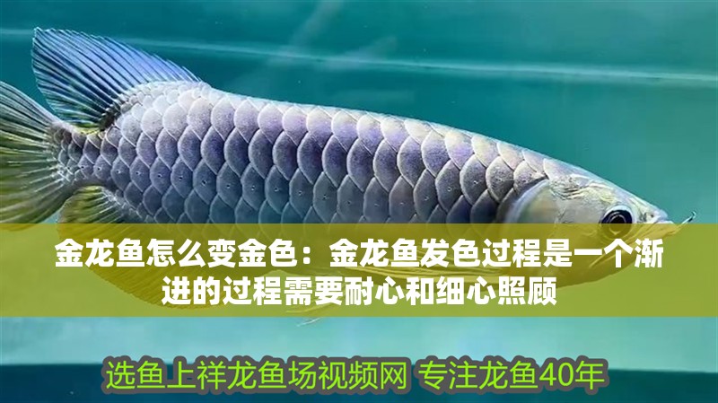 金龍魚怎么變金色：金龍魚發色過程是一個漸進的過程需要耐心和細心照顧