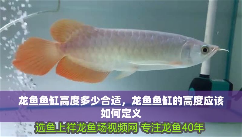 龍魚魚缸高度多少合適，龍魚魚缸的高度應(yīng)該如何定義