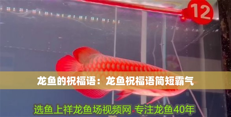 龍魚的祝福語：龍魚祝福語簡短霸氣