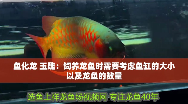 魚化龍 玉雕：飼養龍魚時需要考慮魚缸的大小以及龍魚的數量