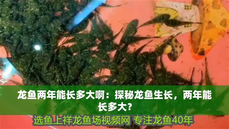 龍魚兩年能長多大啊：探秘龍魚生長，兩年能長多大？