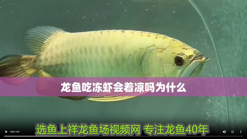 龍魚吃凍蝦會著涼嗎為什么