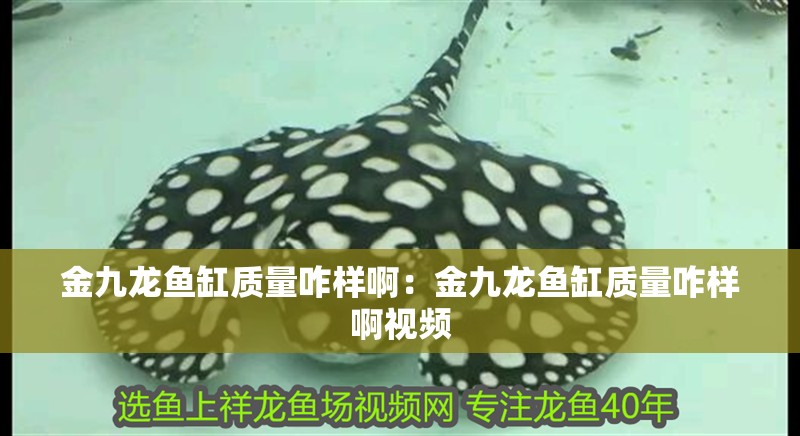 金九龍魚缸質量咋樣?。航鹁琵堲~缸質量咋樣啊視頻