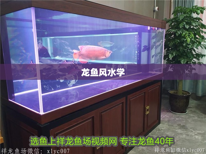 龍魚風水學