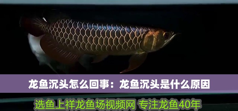 龍魚沉頭怎么回事：龍魚沉頭是什么原因