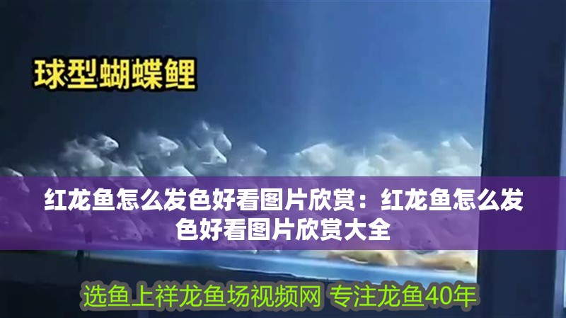 紅龍魚(yú)怎么發(fā)色好看圖片欣賞：紅龍魚(yú)怎么發(fā)色好看圖片欣賞大全