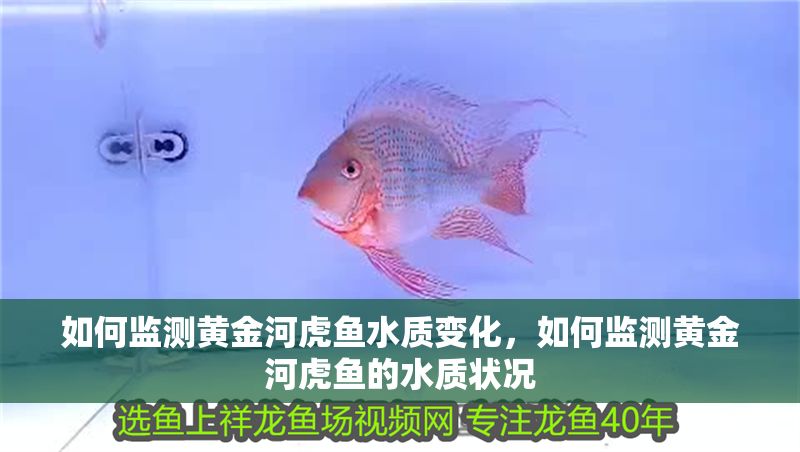 如何監(jiān)測黃金河虎魚水質(zhì)變化，如何監(jiān)測黃金河虎魚的水質(zhì)狀況