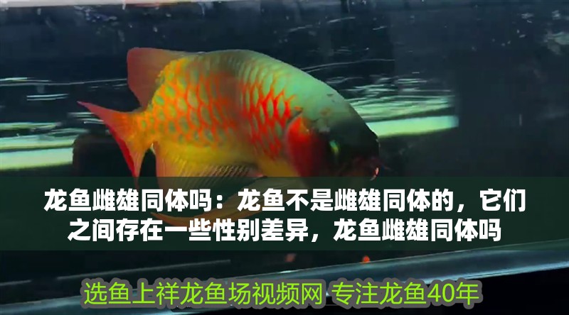 龍魚雌雄同體嗎：龍魚不是雌雄同體的，它們之間存在一些性別差異，龍魚雌雄同體嗎