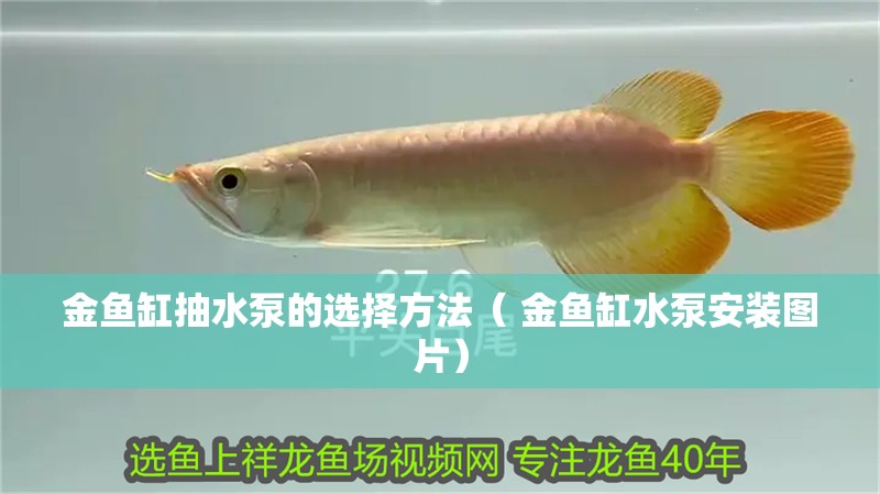 金魚缸抽水泵的選擇方法（ 金魚缸水泵安裝圖片）