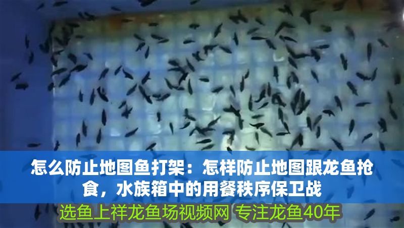 怎么防止地圖魚打架：怎樣防止地圖跟龍魚搶食，水族箱中的用餐秩序保衛(wèi)戰(zhàn)
