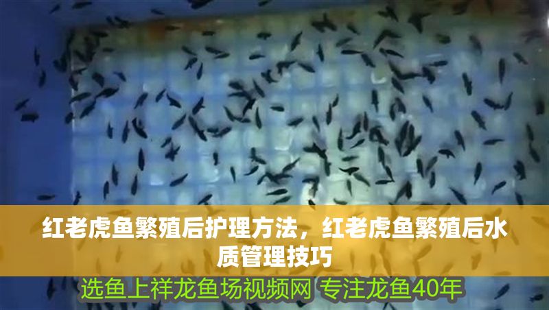 紅老虎魚繁殖后護(hù)理方法，紅老虎魚繁殖后水質(zhì)管理技巧