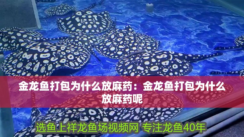 金龍魚打包為什么放麻藥：金龍魚打包為什么放麻藥呢