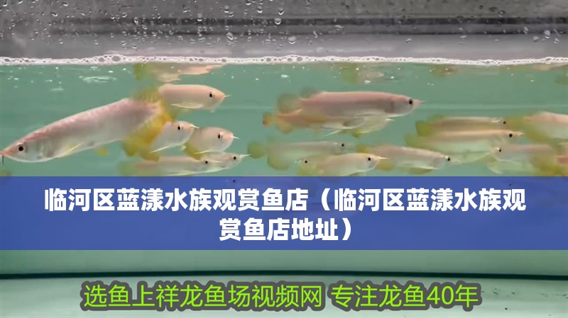 臨河區藍漾水族觀賞魚店（臨河區藍漾水族觀賞魚店地址）