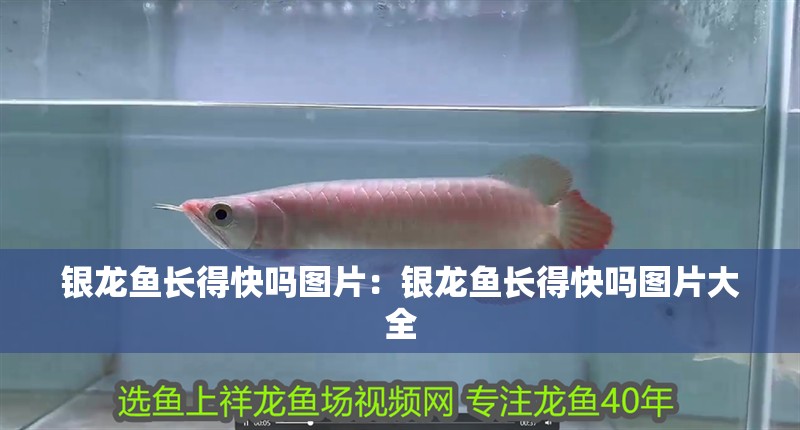 銀龍魚長得快嗎圖片：銀龍魚長得快嗎圖片大全