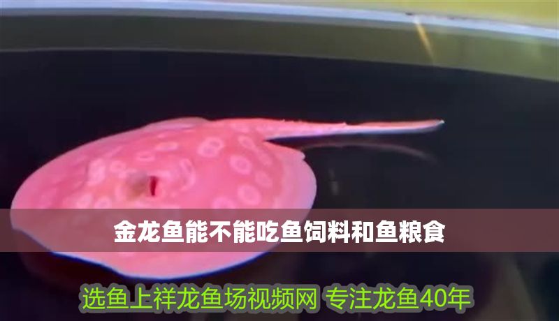 金龍魚能不能吃魚飼料和魚糧食
