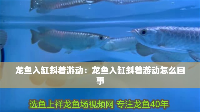 龍魚入缸斜著游動：龍魚入缸斜著游動怎么回事