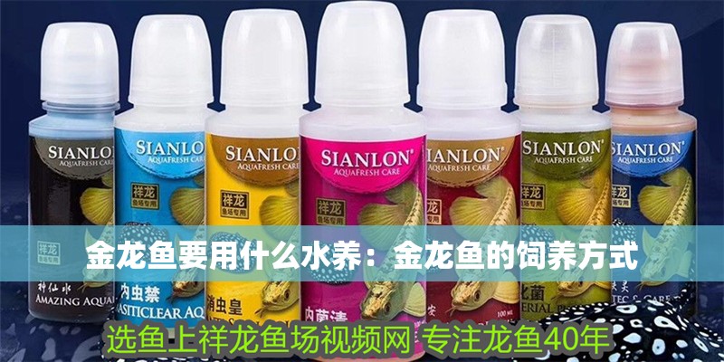 金龍魚要用什么水養：金龍魚的飼養方式