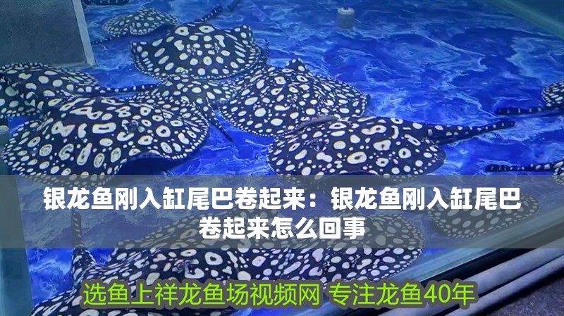 銀龍魚剛入缸尾巴卷起來：銀龍魚剛入缸尾巴卷起來怎么回事