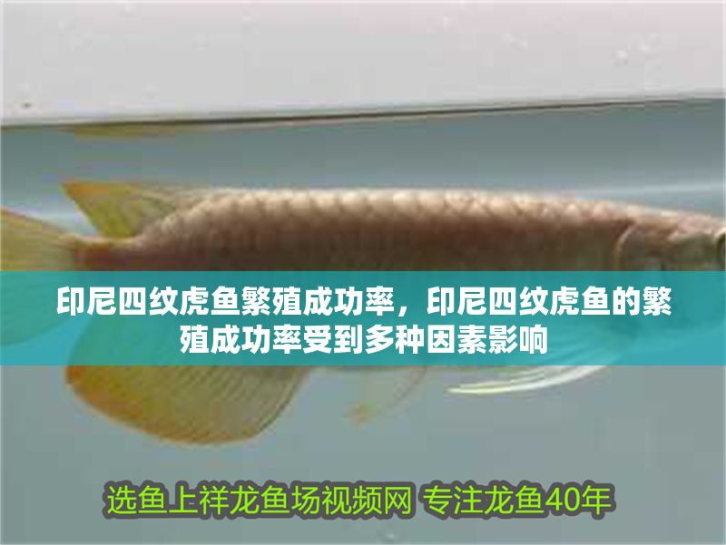 印尼四紋虎魚繁殖成功率，印尼四紋虎魚的繁殖成功率受到多種因素影響
