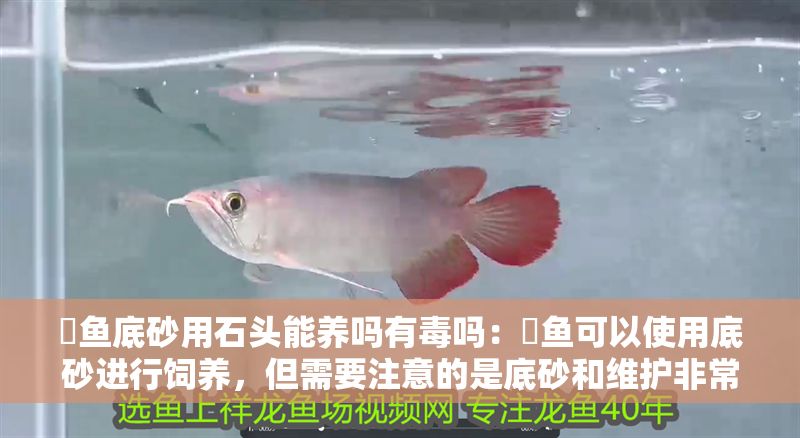 魟魚底砂用石頭能養嗎有毒嗎：魟魚可以使用底砂進行飼養，但需要注意的是底砂和維護非常重要