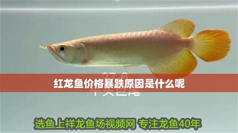 詳細(xì)閱讀:紅龍魚(yú)價(jià)格暴跌原因是什么呢 紅龍魚(yú)價(jià)格暴跌原因是什么呢