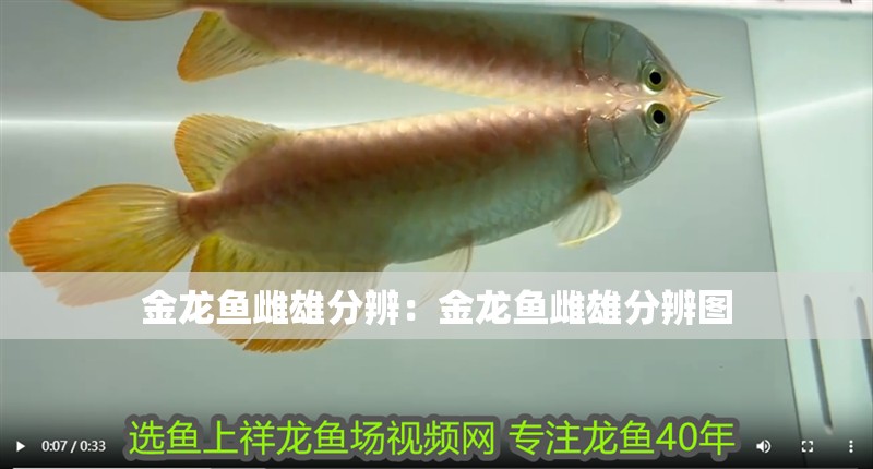 金龍魚雌雄分辨：金龍魚雌雄分辨圖