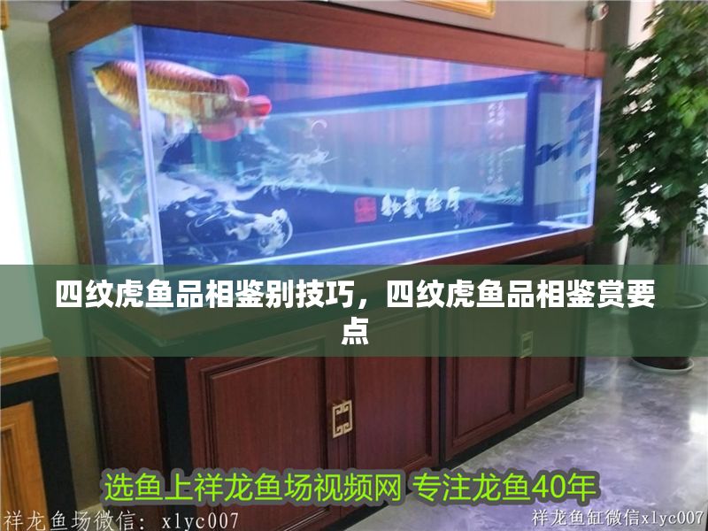 四紋虎魚品相鑒別技巧，四紋虎魚品相鑒賞要點