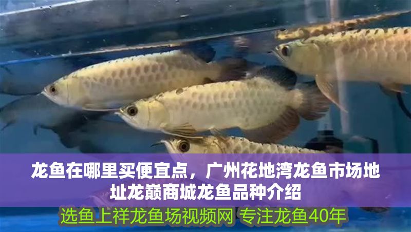 龍魚在哪里買便宜點(diǎn)，廣州花地灣龍魚市場地址龍巔商城龍魚品種介紹