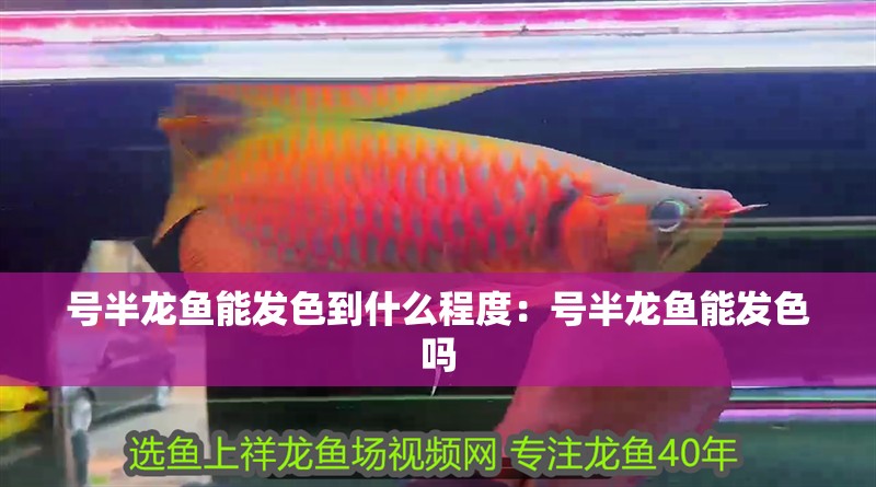 號半龍魚能發色到什么程度：號半龍魚能發色嗎