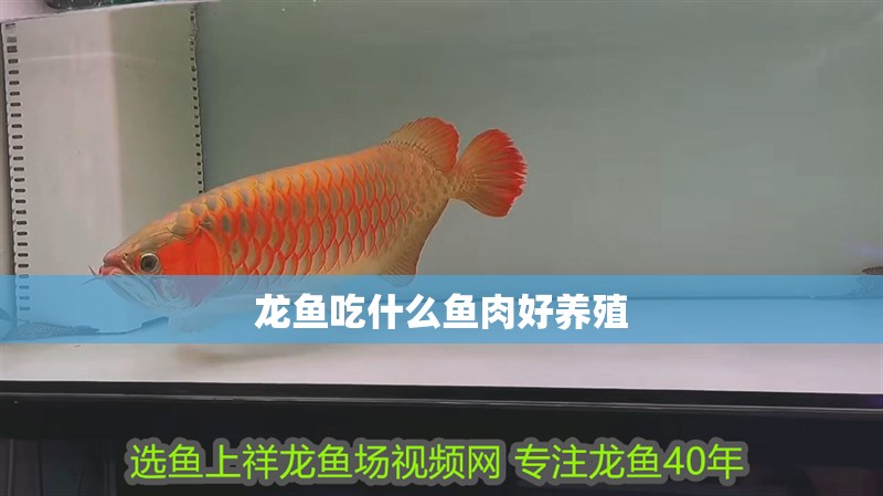 龍魚吃什么魚肉好養殖