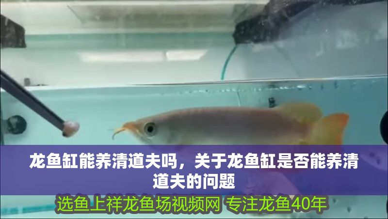 龍魚缸能養清道夫嗎，關于龍魚缸是否能養清道夫的問題