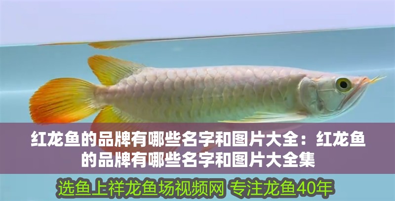 紅龍魚的品牌有哪些名字和圖片大全：紅龍魚的品牌有哪些名字和圖片大全集