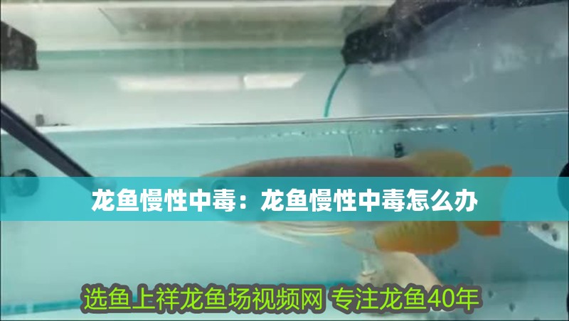 龍魚慢性中毒：龍魚慢性中毒怎么辦