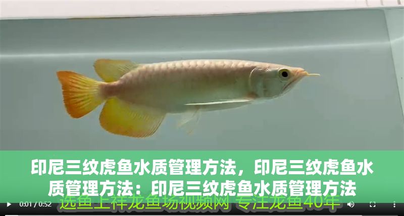印尼三紋虎魚水質管理方法,印尼三紋虎魚水質管理方法:印尼三紋虎魚水質管理方法 虎魚百科 第2張 印尼三紋虎魚水質管理方法,印尼三紋虎魚水質管理方法:印尼三紋虎魚水質管理方法 印尼三紋虎魚水質管理方法,印尼三紋虎魚水質管理方法:印尼三紋虎魚水質管理方法 虎魚百科 第2張