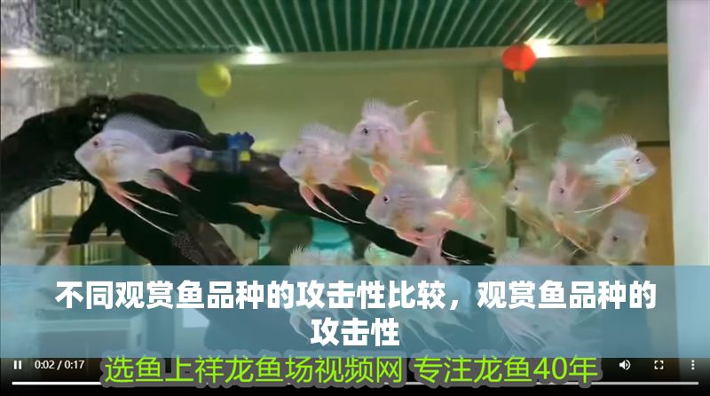 不同觀賞魚品種的攻擊性比較，觀賞魚品種的攻擊性