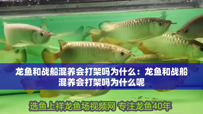 龍魚和戰船混養會打架嗎為什么：龍魚和戰船混養會打架嗎為什么呢