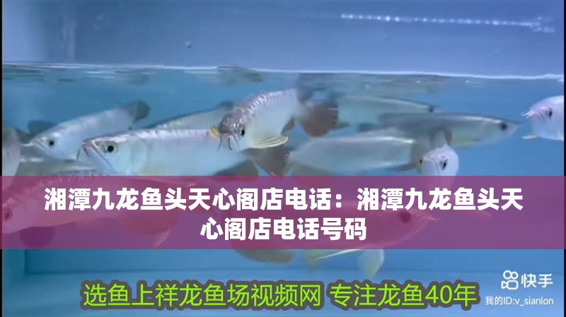 湘潭九龍魚頭天心閣店電話：湘潭九龍魚頭天心閣店電話號碼