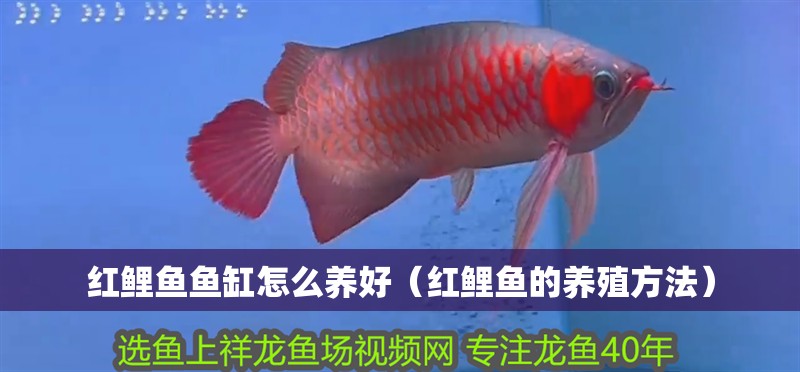紅鯉魚魚缸怎么養(yǎng)好（紅鯉魚的養(yǎng)殖方法）