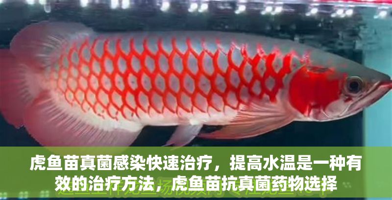 虎魚苗真菌感染快速治療，提高水溫是一種有效的治療方法，虎魚苗抗真菌藥物選擇 虎魚苗真菌感染快速治療，提高水溫是一種有效的治療方法，虎魚苗抗真菌藥物選擇 虎魚百科 第1張