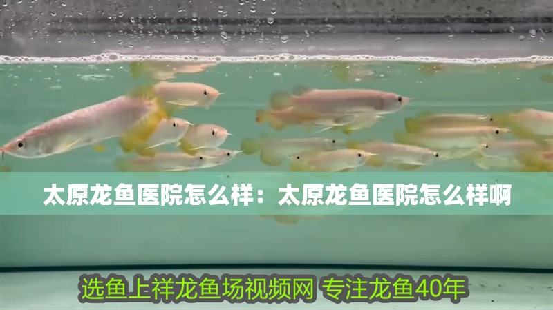 太原龍魚醫院怎么樣：太原龍魚醫院怎么樣啊