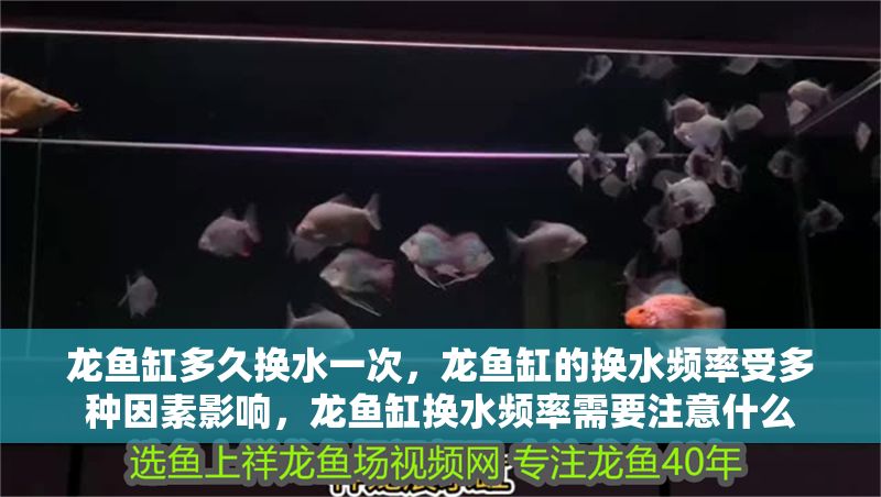 龍魚缸多久換水一次，龍魚缸的換水頻率受多種因素影響，龍魚缸換水頻率需要注意什么