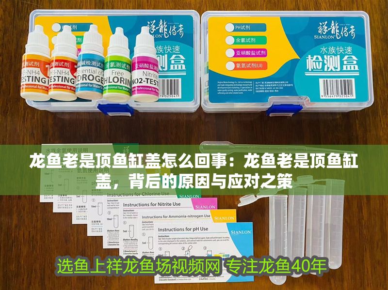 龍魚老是頂魚缸蓋怎么回事：龍魚老是頂魚缸蓋，背后的原因與應(yīng)對之策