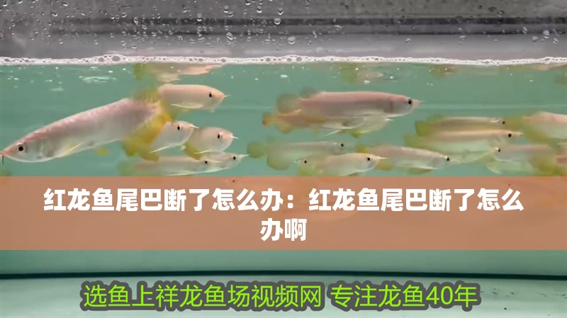 紅龍魚尾巴斷了怎么辦：紅龍魚尾巴斷了怎么辦啊